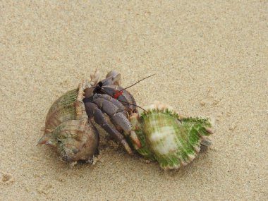 Yalnızcıl Yengeç üzerinde kumlu plaj, Khao Lak