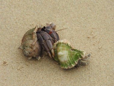 Yalnızcıl Yengeç üzerinde kumlu plaj, Khao Lak