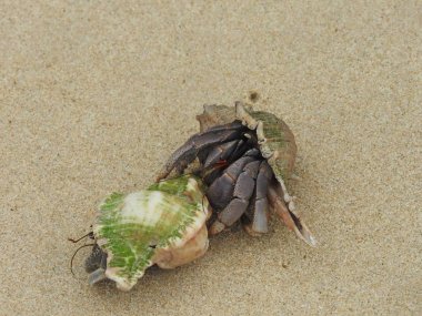 Yalnızcıl Yengeç üzerinde kumlu plaj, Khao Lak