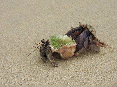 Yalnızcıl Yengeç üzerinde kumlu plaj, Khao Lak