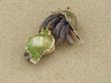 Yalnızcıl Yengeç üzerinde kumlu plaj, Khao Lak