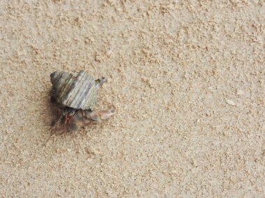 Yalnızcıl Yengeç üzerinde kumlu plaj, Khao Lak