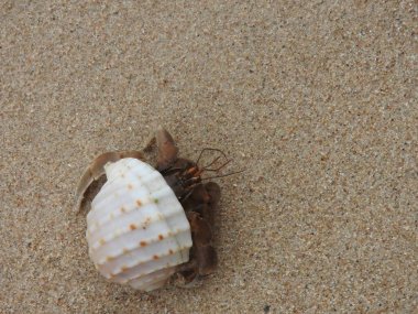 Yalnızcıl Yengeç üzerinde kumlu plaj, Khao Lak