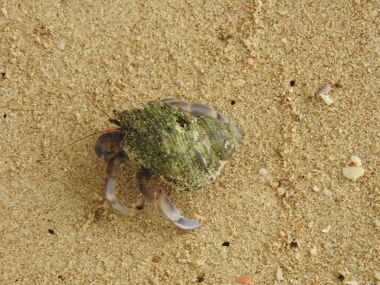 Yalnızcıl Yengeç üzerinde kumlu plaj, Khao Lak