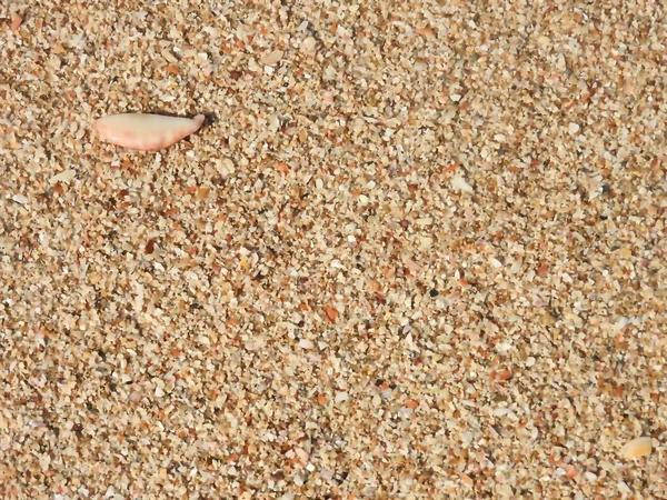 Seashell Sandy Beach Khao Lak — Stock Photo, Image