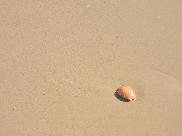 Seashell Песчаном Пляже Кхао Лак — стоковое фото