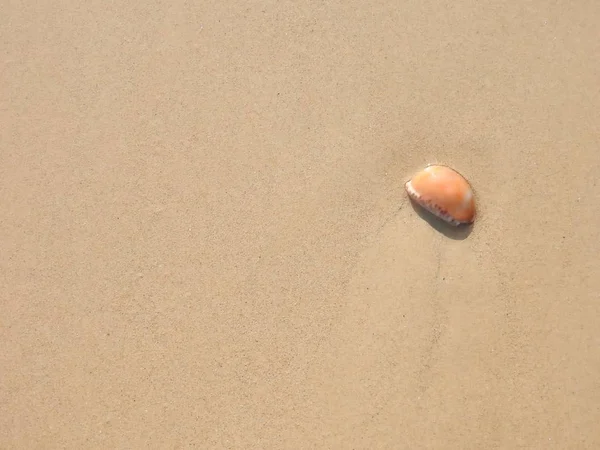 Κοχύλι Για Την Αμμώδη Παραλία Του Κάο Λακ — Φωτογραφία Αρχείου