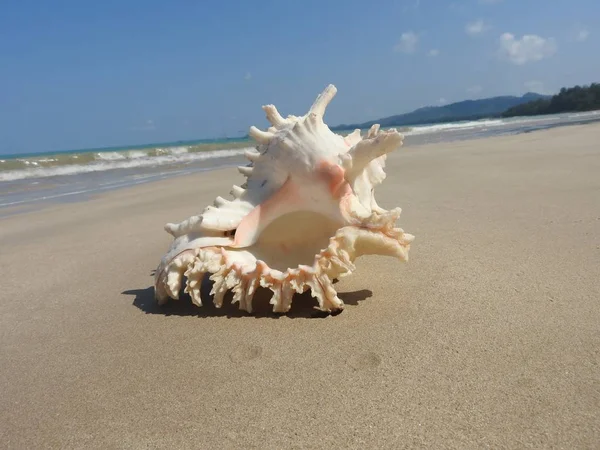 Seashell Tarih kumlu plaj, Khao Lak