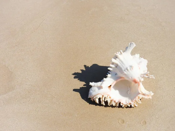 Muszla Piaszczystej Plaży Khao Lak — Zdjęcie stockowe