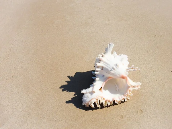 Muszla Piaszczystej Plaży Khao Lak — Zdjęcie stockowe