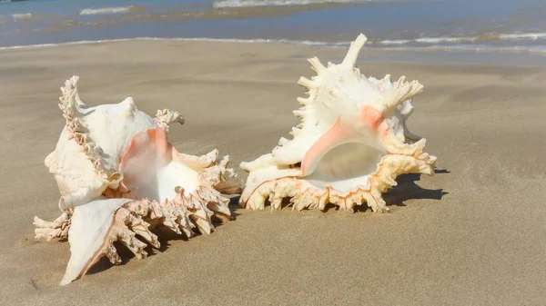 Zeeschelp Het Zandstrand Strand Van Khao Lak — Stockfoto