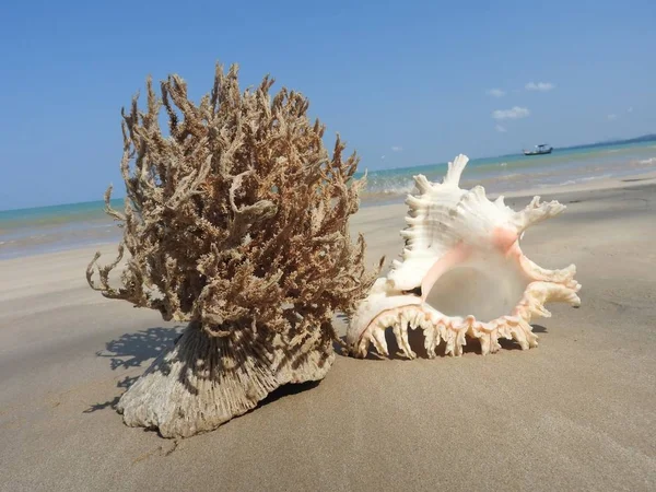 Seashell Tarih kumlu plaj, Khao Lak