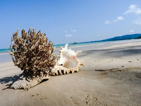 Seashell Tarih kumlu plaj, Khao Lak