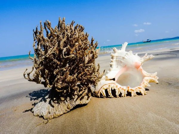 Seashell Tarih kumlu plaj, Khao Lak