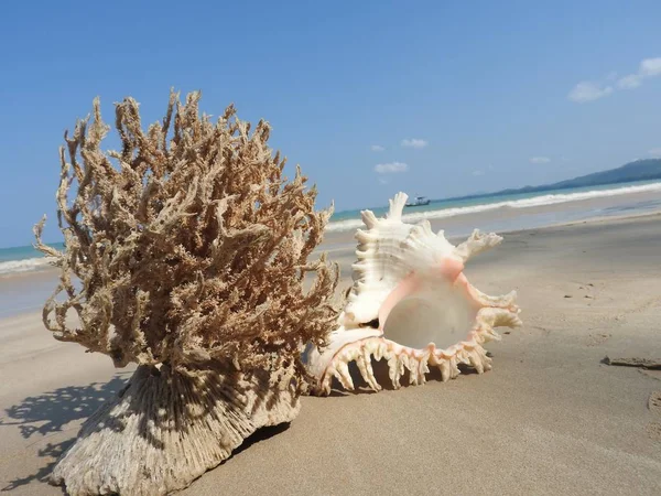 Seashell Tarih kumlu plaj, Khao Lak