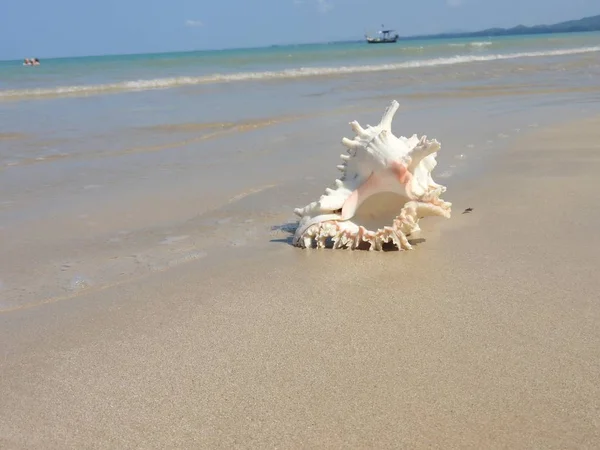 Seashell Tarih kumlu plaj, Khao Lak