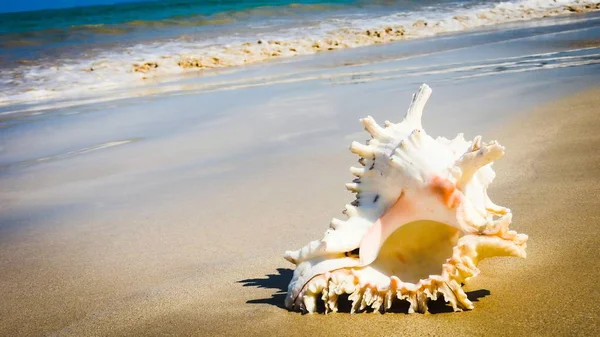 Seashell Tarih kumlu plaj, Khao Lak