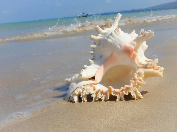 Seashell Tarih kumlu plaj, Khao Lak
