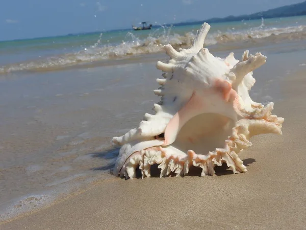 Seashell Tarih kumlu plaj, Khao Lak
