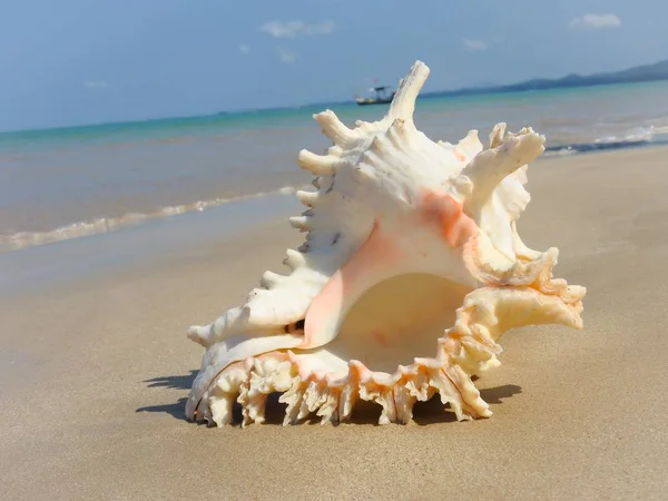 Seashell Tarih kumlu plaj, Khao Lak