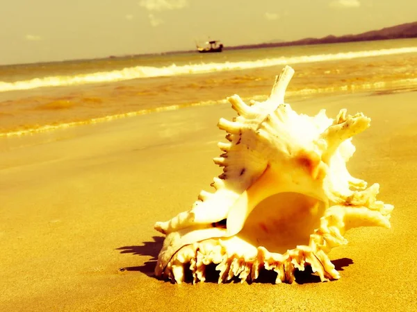 Seashell Tarih kumlu plaj, Khao Lak