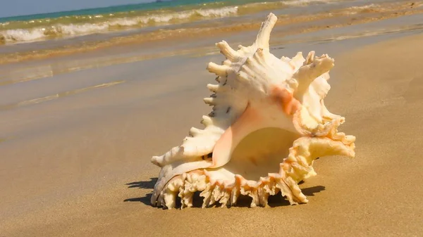 Seashell Tarih kumlu plaj, Khao Lak