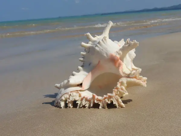 Seashell Tarih kumlu plaj, Khao Lak