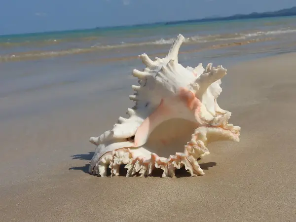 Seashell Praia Areia Khao Lak — Fotografia de Stock