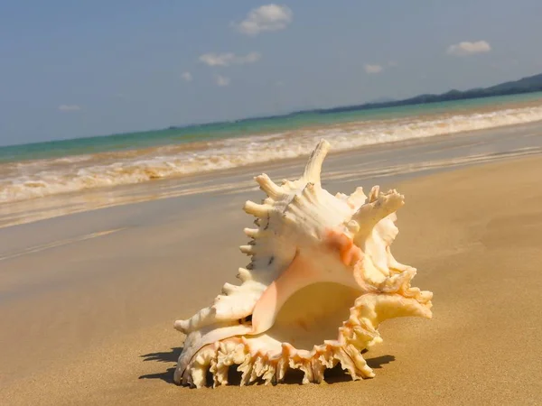Seashell Tarih kumlu plaj, Khao Lak