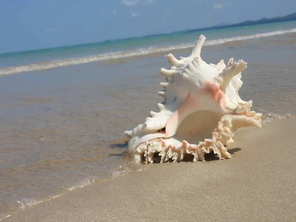 Seashell Tarih kumlu plaj, Khao Lak