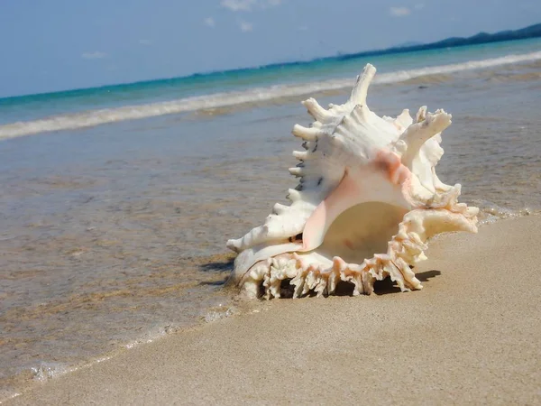 Seashell Tarih kumlu plaj, Khao Lak