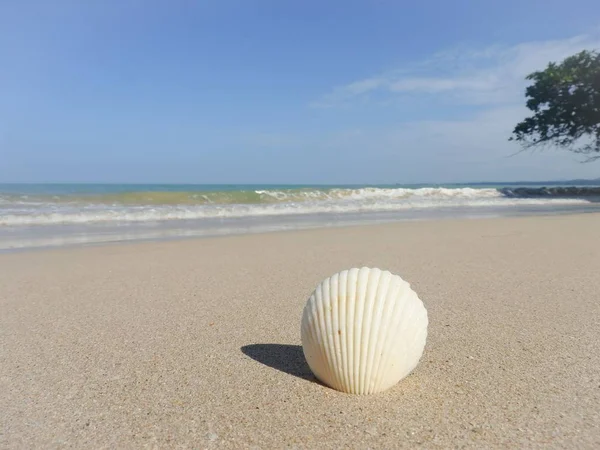 Seashell Den Sandiga Stranden Khao Lak — Stockfoto