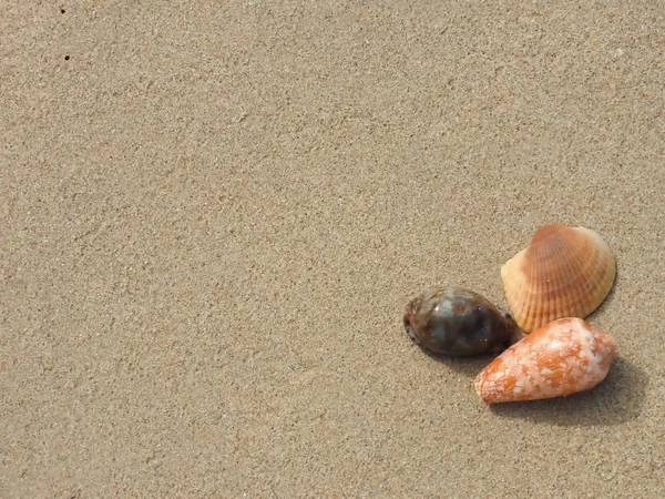 Muszla Piaszczystej Plaży Khao Lak — Zdjęcie stockowe