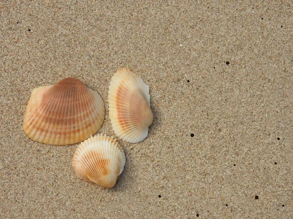 Seashell Песчаном Пляже Кхао Лак — стоковое фото