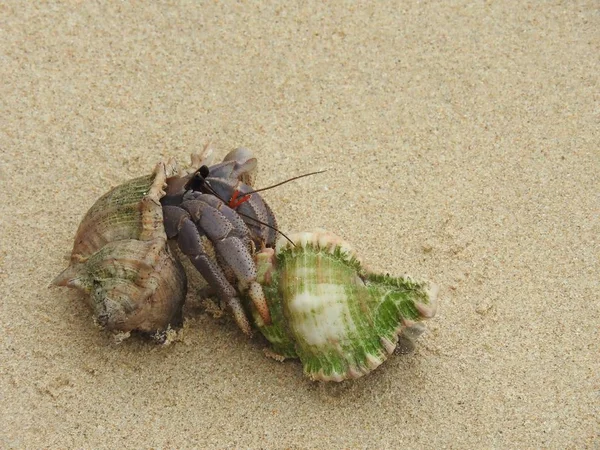 Heremietkreeften Het Zandstrand Strand Van Khao Lak — Stockfoto