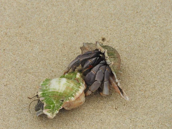 Yalnızcıl Yengeç üzerinde kumlu plaj, Khao Lak