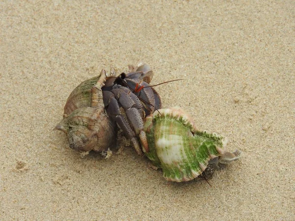 Heremietkreeften Het Zandstrand Strand Van Khao Lak — Stockfoto