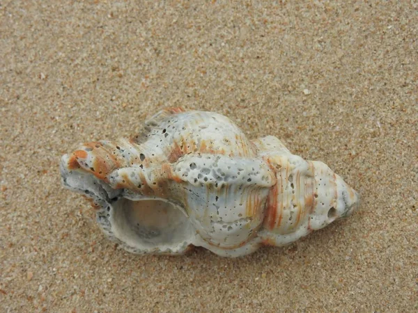 カオラックの砂浜ビーチの貝殻 — ストック写真