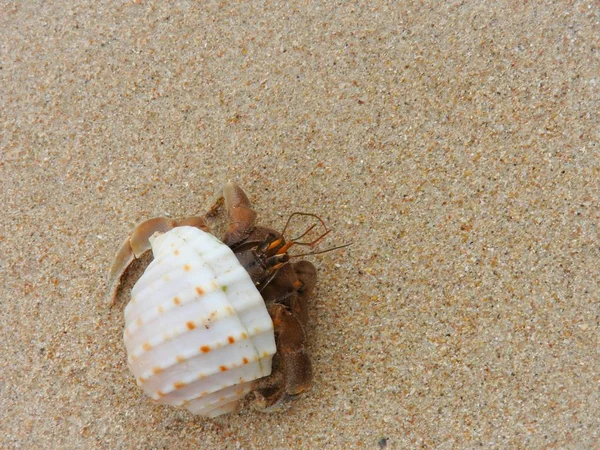 Caranguejo Eremita Praia Areia Khao Lak — Fotografia de Stock