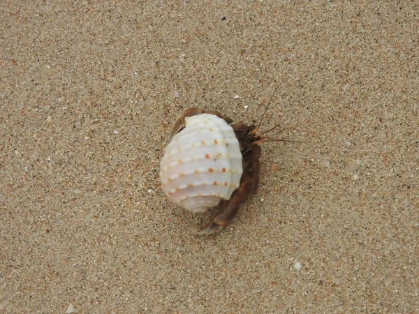 Heremietkreeften Het Zandstrand Strand Van Khao Lak — Stockfoto