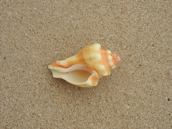 Seashell Praia Areia Khao Lak — Fotografia de Stock