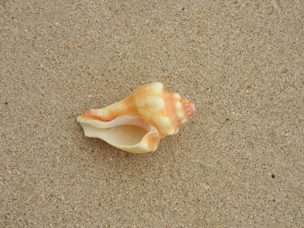カオラックの砂浜ビーチの貝殻 — ストック写真