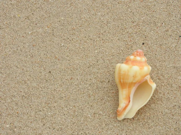 カオラックの砂浜ビーチの貝殻 — ストック写真