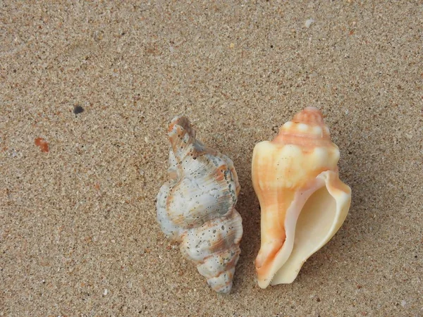 カオラックの砂浜ビーチの貝殻 — ストック写真