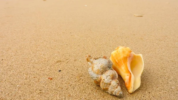 Muszla Piaszczystej Plaży Khao Lak — Zdjęcie stockowe