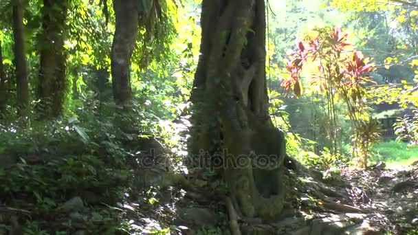 Traces Tsunami Khao Lak Years — Stock Video