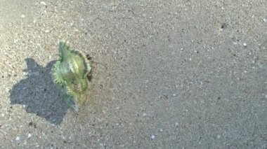 Yalnızcıl Yengeç üzerinde kumlu plaj, Khao Lak