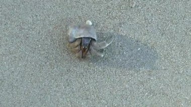 Yalnızcıl Yengeç üzerinde kumlu plaj, Khao Lak
