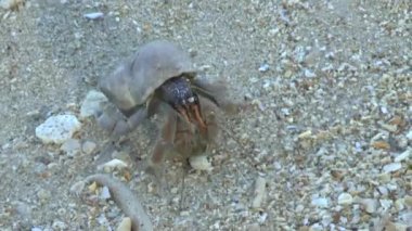 Yalnızcıl Yengeç üzerinde kumlu plaj, Khao Lak