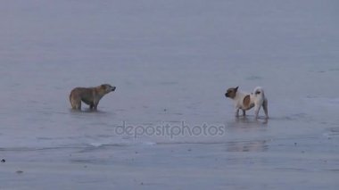 Su köpeklerde